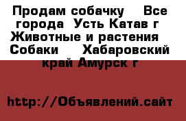 Продам собачку  - Все города, Усть-Катав г. Животные и растения » Собаки   . Хабаровский край,Амурск г.